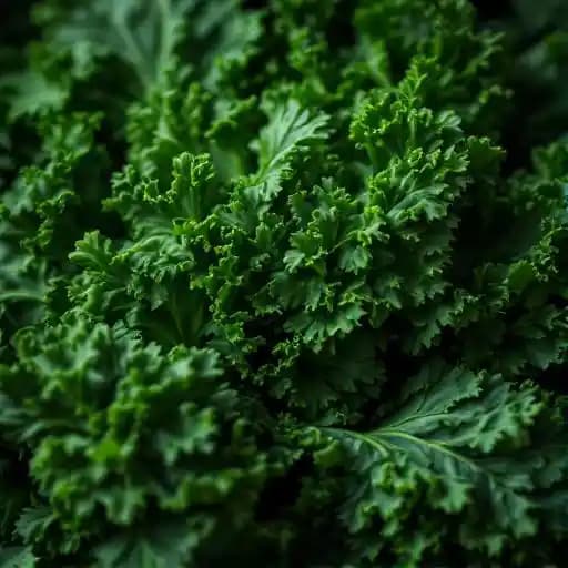 Collard Greens